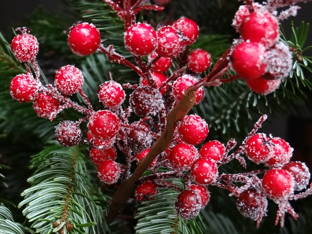 red-christmas-berries-67154_640